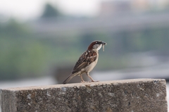Passer domesticus