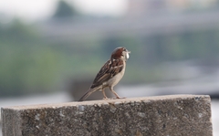 Passer domesticus