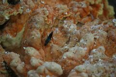 Philonthus caeruleipennis