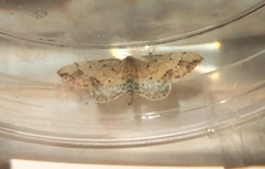 Idaea efflorata