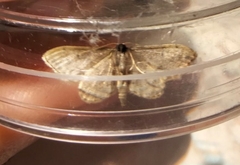Idaea efflorata