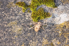 Macromiidae