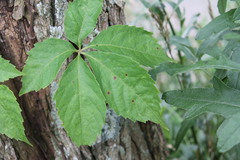 Phyllosticta parthenocissi