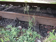 Pilosella piloselliflora