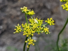 Cymopterus petraeus