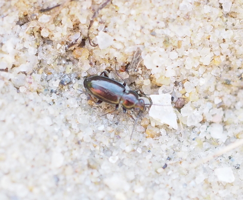 Bembidion pygmaeum