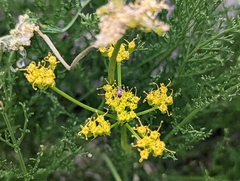 Cymopterus petraeus