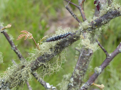 Eucraera gemmata
