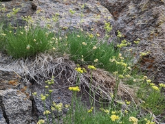 Cymopterus petraeus