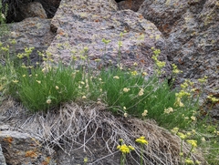 Cymopterus petraeus