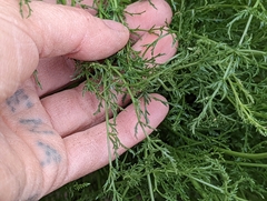 Cymopterus petraeus
