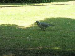 Columba palumbus