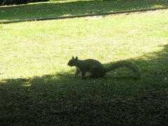 Sciurus carolinensis
