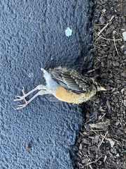 Turdus migratorius migratorius