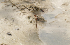 Sympetrum meridionale