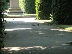 Sciurus carolinensis