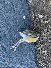 Turdus migratorius migratorius