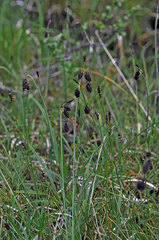Carex atrofusca
