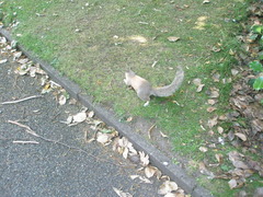 Sciurus carolinensis