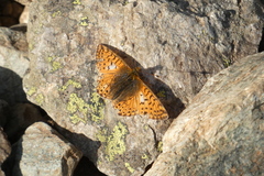 Boloria pales