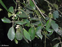 Laureliopsis philippiana