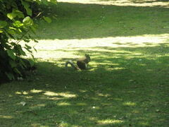 Sciurus carolinensis