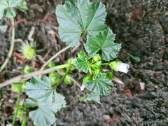 Malva neglecta