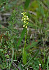 Pseudorchis straminea