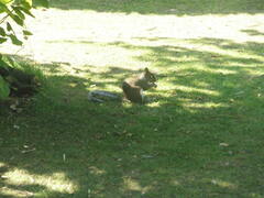 Sciurus carolinensis