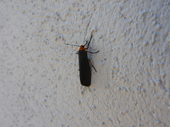 Gnamptonychia ventralis