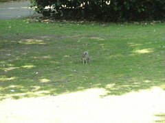 Sciurus carolinensis