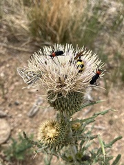 Cirsium canescens