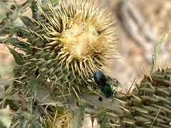 Cirsium canescens