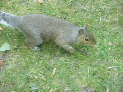Sciurus carolinensis
