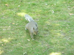 Sciurus carolinensis