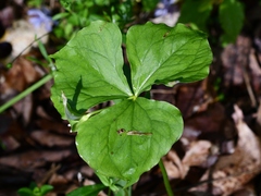 Trillium flexipes