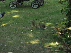 Sciurus carolinensis