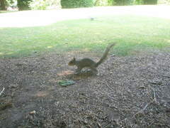 Sciurus carolinensis