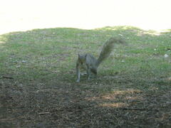 Sciurus carolinensis