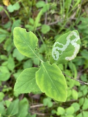 Aulagromyza cornigera