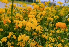 Lotus corniculatus