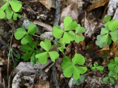 Oxalis grandis