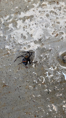 Latrodectus variolus