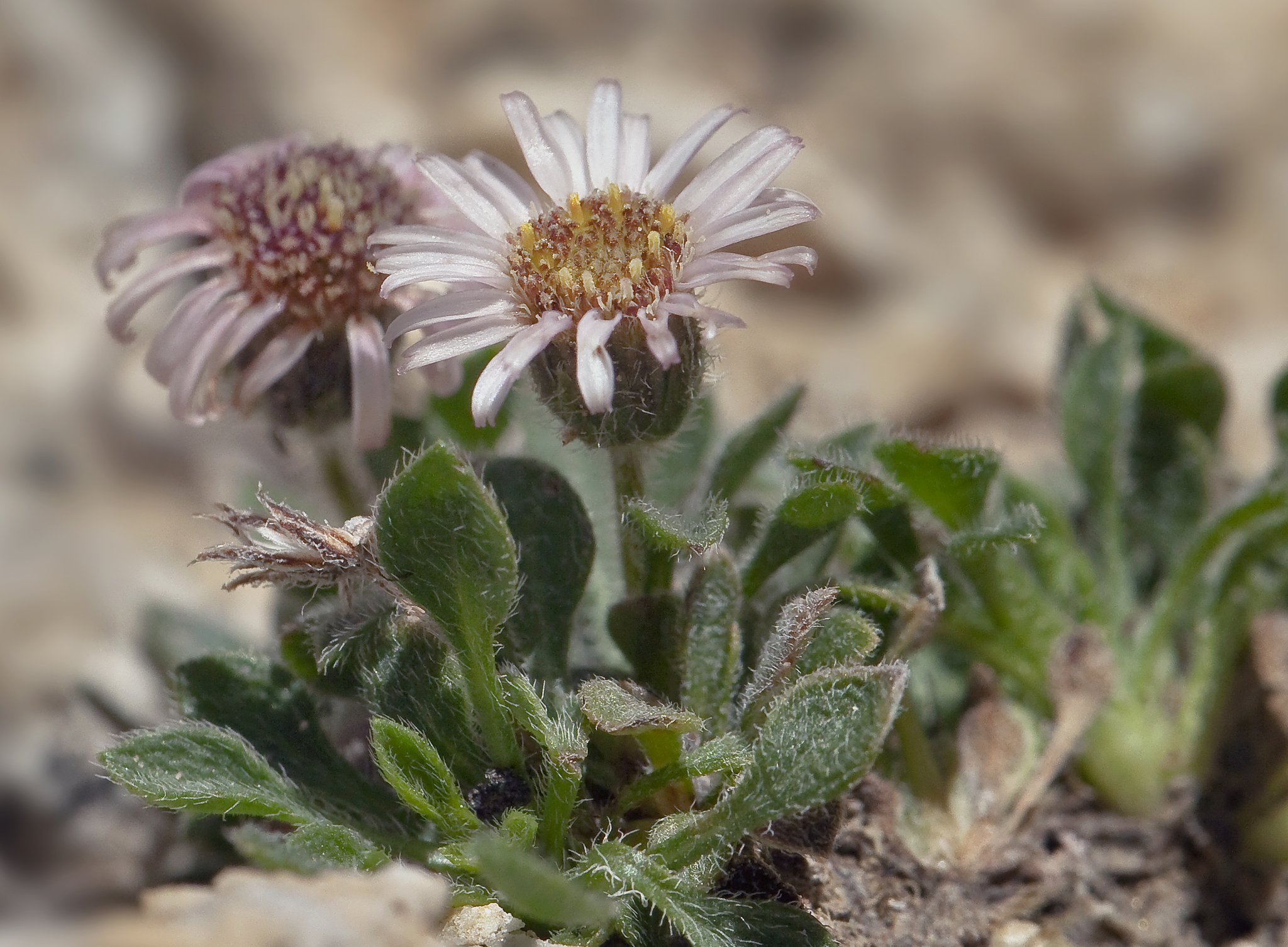 Erigeron uncialis