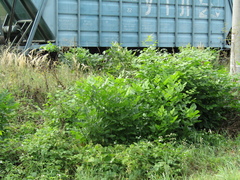 Fraxinus pennsylvanica lanceolata