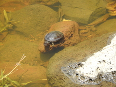 Kinosternon hirtipes