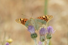 Argynnis pandora