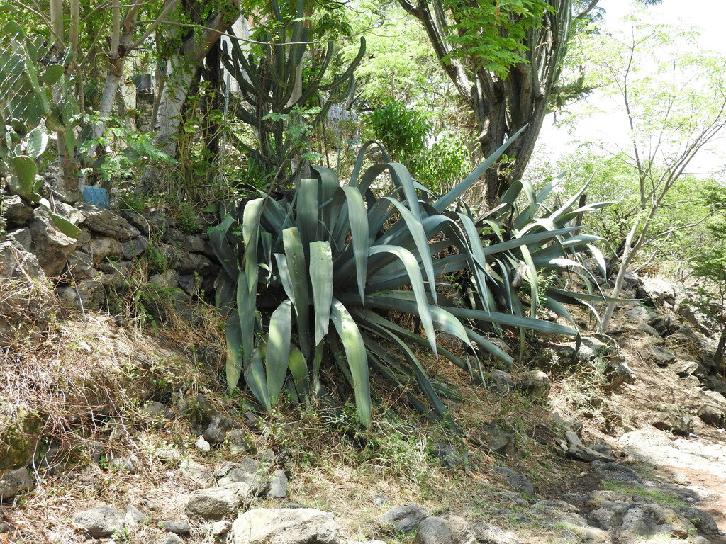 Agave mapisaga, Acámbaro, Guanajuato, Mexico