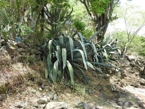 Image of Agave mapisaga by (c) Oscar Alejandro Morales Juárez, some rights reserved (CC BY-SA)