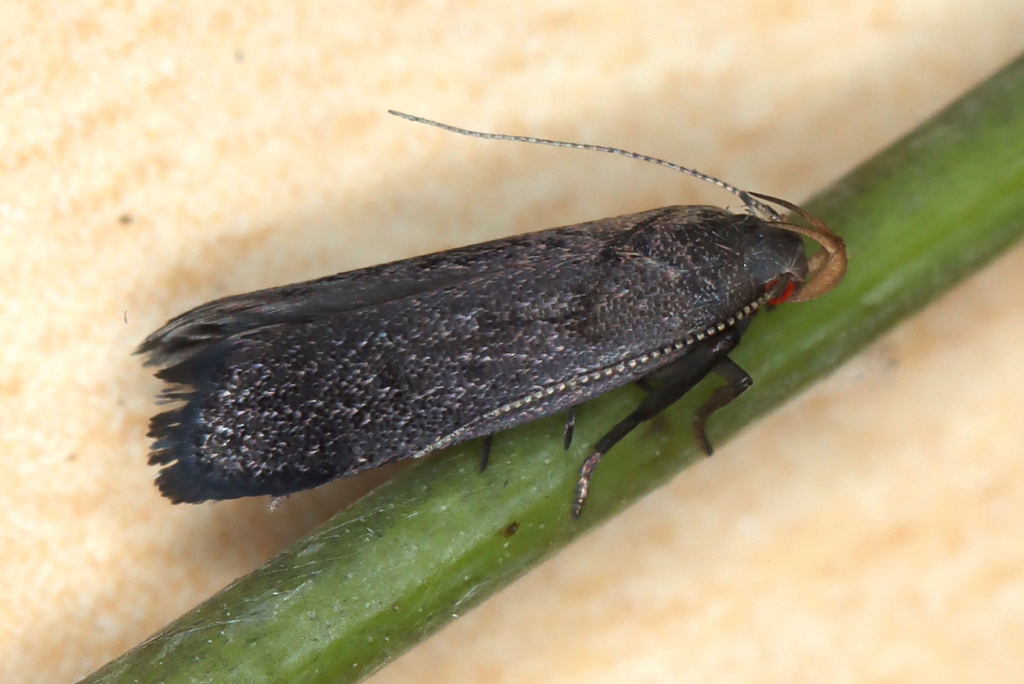Lupine Leafroller Moth